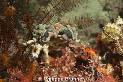 Crab by Philippe Brunner 